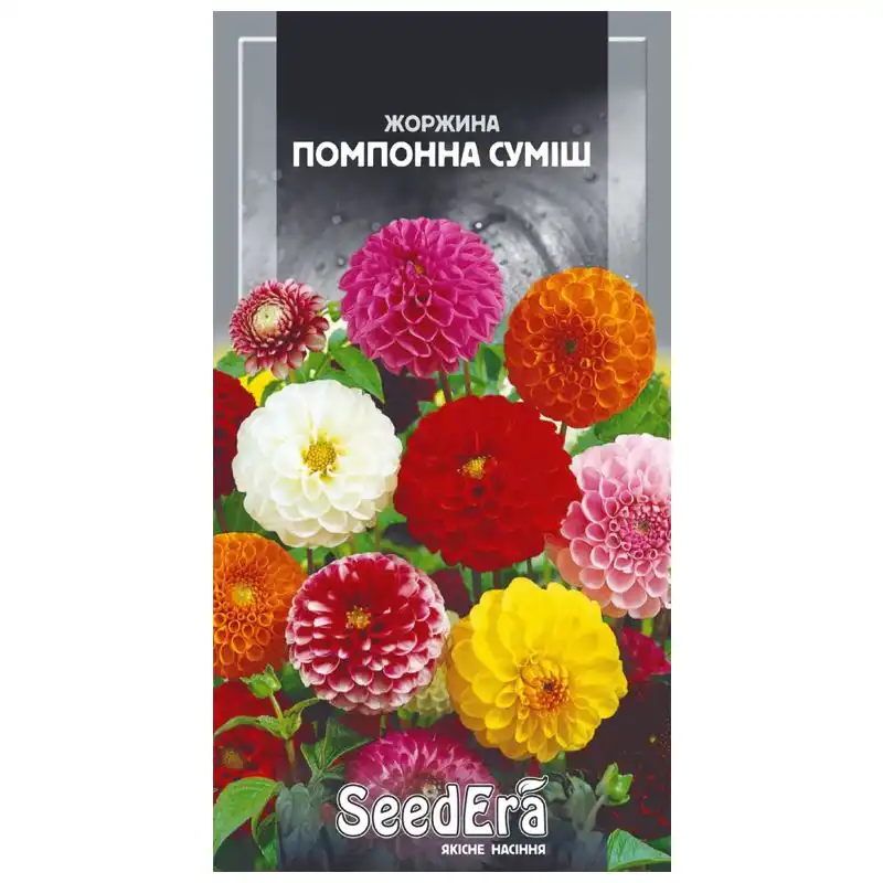 Семена цветов георгины меняющейся SeedEra Помпонная смесь, 0,5 г, Т-002760 купить недорого в Украине, фото 1