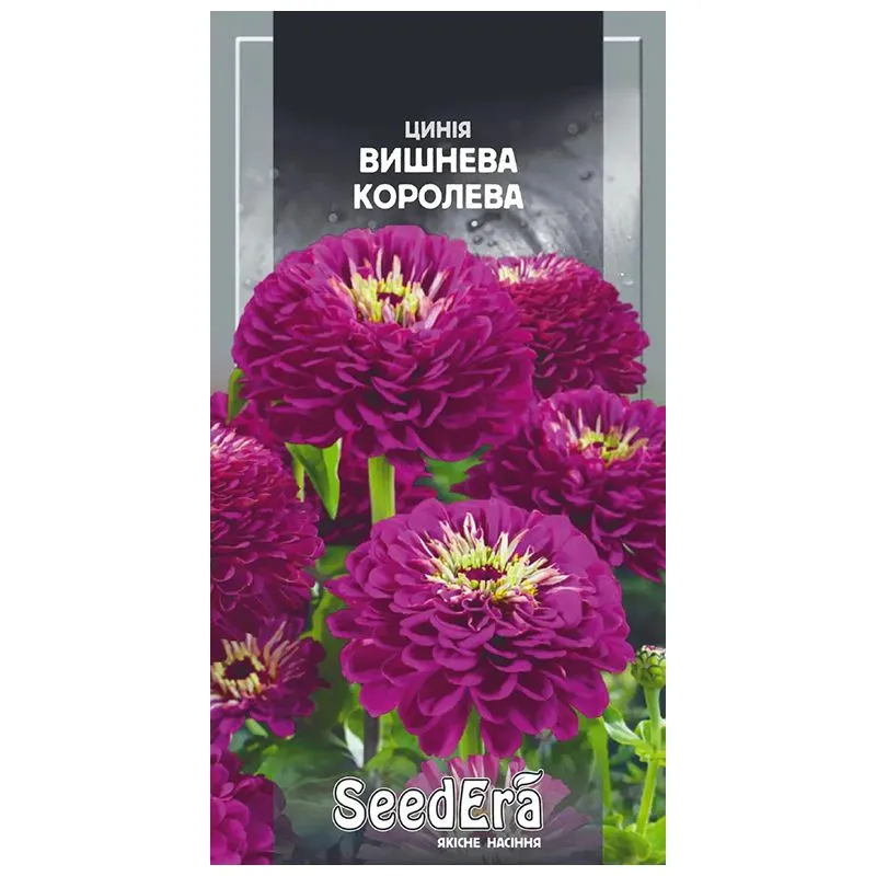 Насіння Seedera Квіти Цинія Вишнева королева, 5 г купити недорого в Україні, фото 1