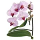 Декоративна наклейка Наш Декупаж Орхідея, ТП135 купити недорого в Україні, фото 2